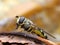 Closeup of hoverfly