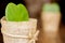 Closeup HOYA CACTUS in sackcloth flower pot on wooden table and blurry background