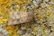 Closeup of hte mottled rustic moth, Caradrina morpheus on a wood