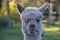 Closeup of a Huacaya alpaca animal in the field.