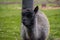 Closeup of a Huacaya alpaca in a zoo