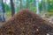 Closeup huge anthill in a forest