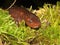 Closeup on the huge Chinese paddletail newt, Pachytriton D , posed on green moss