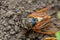 Closeup huge cicada fly sit on a ground