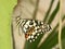 Closeup of a huge clipper butterfly with gorgeous black and white patterned wings in the wilderness