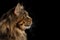 Closeup Huge Maine Coon Cat Profile Looks, Isolated Black Background
