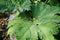 Closeup of huge mammoth leaf with plant scraps in it  2