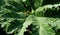 Closeup of huge mammoth leaf with plant scraps in it  3