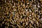 Closeup of a huge swarm of bees gathered at their hive - background of an army of bees