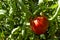 Closeup of huge tomato on the vine in the green garden.Empty space.Natural light.Sun light