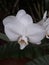 Closeup huge white orchid