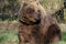 Closeup of a huge wild brown furred bear at the zoo