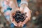 Closeup of human hands with fresh ripe summer berries. Handful of black mulberries. Farmer gathering picking seasonal berries