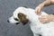 Closeup of human hands remove dog adult tick from the fur