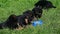 Closeup human pours milk to blue bowl next to shepherd puppies