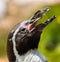 Closeup of a Humboldt penguin's head