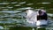 Closeup of a humboldt penguin swimming in the water, semi aquatic bird specie from south america, Vulnerable animal specie