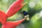 Closeup of a hummingbird on a flower standing still