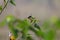 Closeup of a hummingbird in the garden