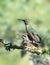 Closeup Hummingbird Mother and Baby family in nest