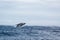 Closeup of Humpback whale breaching in ocean