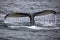 Closeup of a Humpback whale diving into the ocean in Antarctica