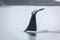 Closeup of humpback whale fluke disappearing in frigid Alaskan waters