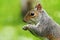 Closeup of hungry grey squirrel