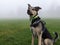 Closeup of Huntaway dog sitting in a foggy field mist background