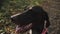 Closeup of a hunting dog kurtzhaar with his tongue hanging out sitting in forest