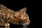 Closeup Hunting Little Bengal Kitty Stare, Isolated Black Background