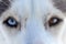 Closeup of a husky dog