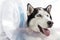 Closeup of husky wearing cone collar by veterinary doctor at clinic