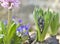 Closeup on hyacinth growing in a garden