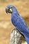 Closeup of Hyacinth macaw perched on wood post