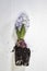 Closeup of the hyacinths with double flowers, bulb and roots, isolated on white background