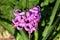 Closeup of Hyacinths or Hyacinthus flowering plant full of small fully open blooming pink flowers growing in single spike or