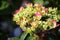 Closeup of hydrangea buds with pink edges