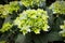 Closeup of hydrangea flowers turning from cream to blue