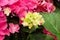 Closeup of hydrangea flowers turning from cream to pink