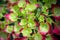 Closeup of hydrangea flowers turning from cream to pink