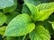 Closeup hydrangea leaves on garden in summer