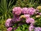 Closeup of Hydrangea Paniculata flowers captured during the daytime