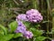 Closeup of Hydrangea Paniculata flowers captured during the daytime