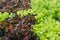 Closeup Hydroponic Plantation in the farm of agriculture