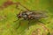 Closeup on the Hylemya vagans fly, sitting on a green leaf