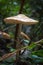 Closeup of a Hymenopellis radicata mushroom growing in the forest after rain.