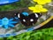 Closeup of a hypolimnas misippus butterfly on green leaf