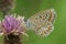 Closeup on a Icarus blue butterfly, Polyommatus icarus on a purple Centaurea flower