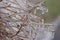 Closeup of ice encased twigs